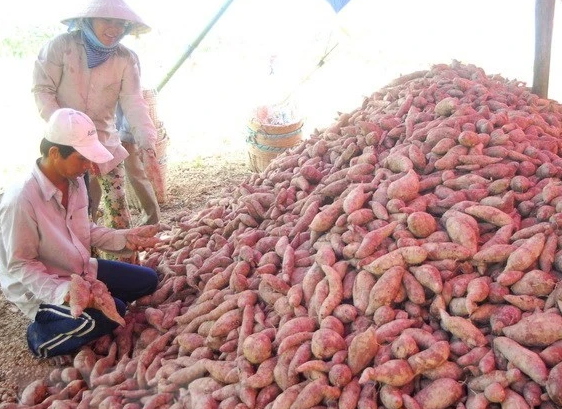 Ảnh minh họa.(Nguồn: TTXVN)