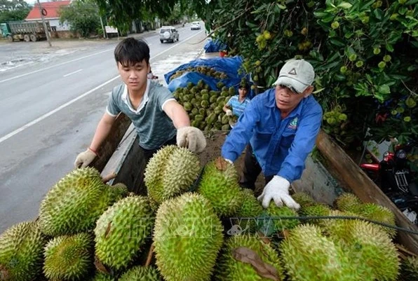 Thu mua sầu riêng ở huyện Đạ Huoai (Lâm Đồng). (Ảnh: Nguyễn Dũng/TTXVN) 