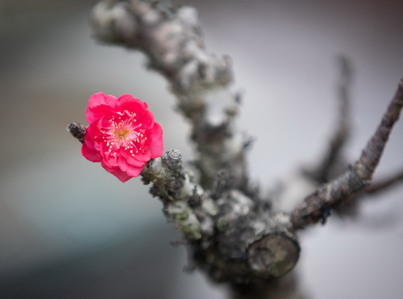 Các tỉnh miền Bắc có mưa vài nơi, trời chuyển rét trong dịp Tết. (Nguồn: TTXVN)