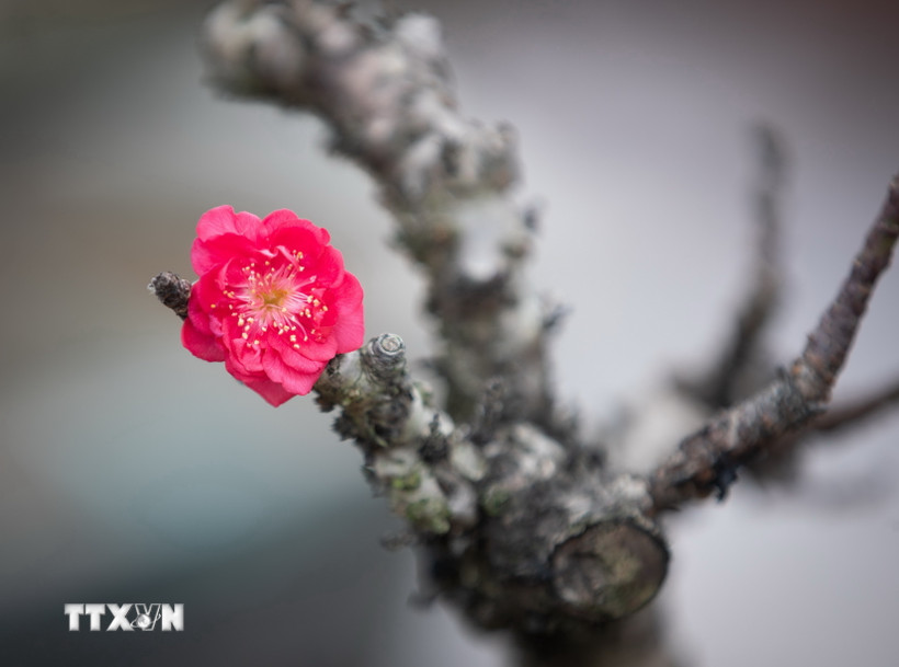 Hoa đào ngày Tết. (Nguồn: TTXVN)