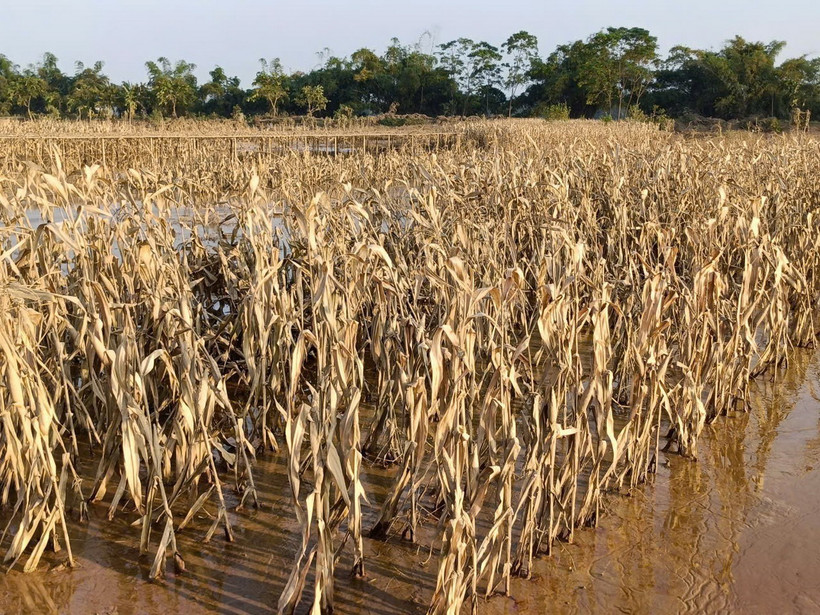 Cây trồng ở Yên Bái bị ngập úng, gãy đổ, chết trắng do bão số 3. (Ảnh: TTXVN phát)