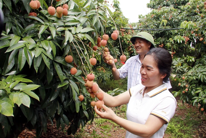 Một vườn vải thiều được cấp mã số vùng trồng xuất khẩu. (Ảnh: Đồng Thúy/TTXVN)