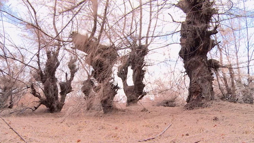 Rừng phòng hộ chủ yếu trồng cây phi lao, có khả năng chịu nắng hạn, nhưng vẫn bị chết. (Ảnh: Xuân Triệu/TTXVN)