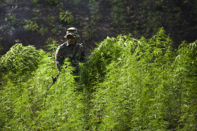 Binh sỹ tiêu hủy cây cần sa tại Montasik, tỉnh Aceh, Indonesia, ngày 14/3/2019. (Ảnh: AFP/TTXVN)