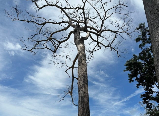 Cây dầu rái đã chết khô. (Ảnh: Tiền Phong)