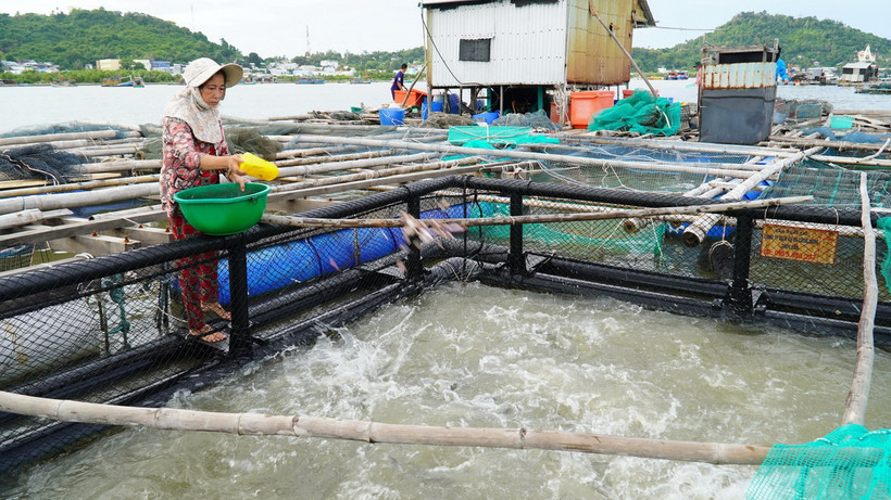 Ngư dân huyện Kiên Hải đầu tư lồng nhựa HDPE thay thế cho lồng cây truyền thống. (Ảnh: Văn Sĩ/TTXVN)