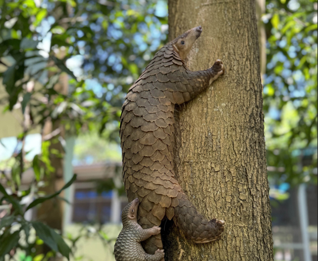 Tê tê sinh sản thành công trong môi trường nuôi nhốt. (Ảnh: Trần Tĩnh/TTXVN)