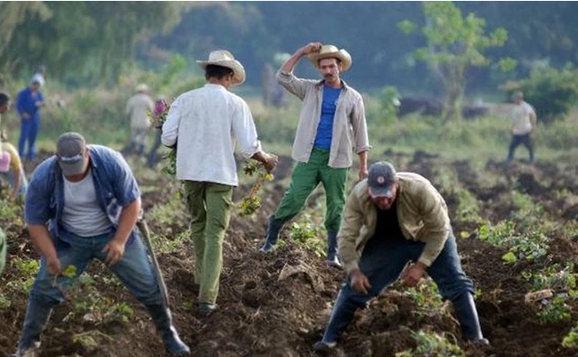 Nông dân Cuba đang gieo trồng khoai lang. (Nguồn: AFP) 
