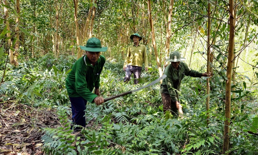 Tổ chức phát quang, dọn dẹp thực bì để phòng cháy rừng. (Ảnh: Trung Hiếu/TTXVN)