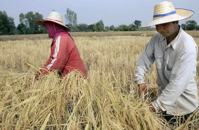 Nông dân thu hoạch lúa trên cánh đồng ở tỉnh Roi Et, Thái Lan. (Ảnh: AFP/TTXVN)