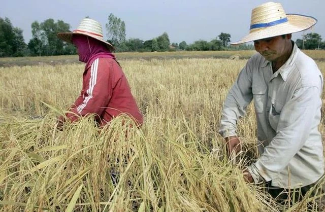 Nông dân thu hoạch lúa trên cánh đồng ở tỉnh Roi Et, Thái Lan. (Ảnh: AFP/TTXVN)