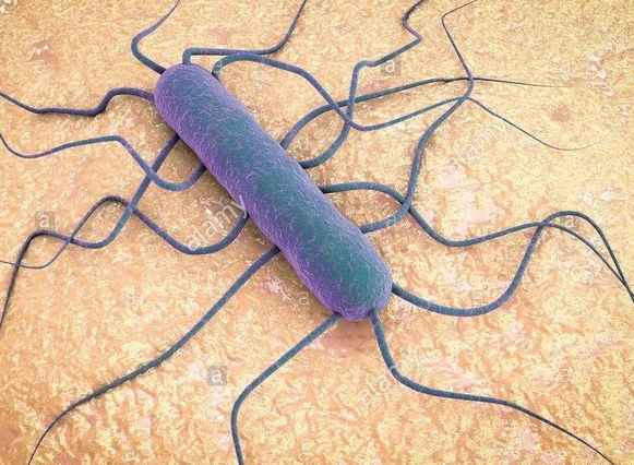 Vi khuẩn Listeria. (Nguồn: alamy) 