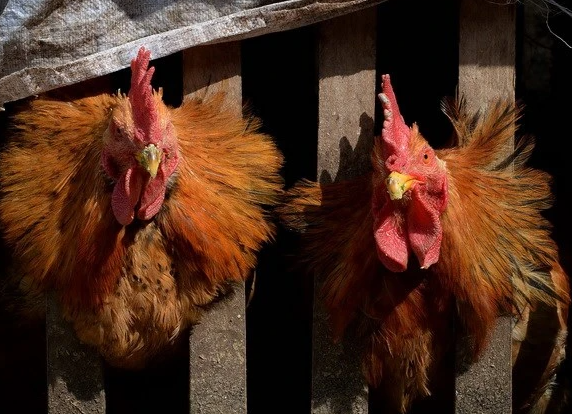 Ảnh minh họa. (Nguồn: AFP/TTXVN) 