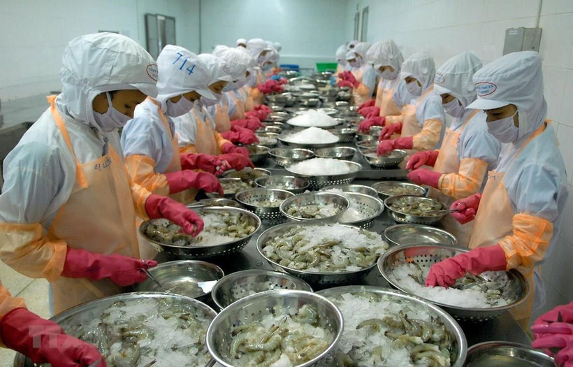 Chế biến tôm đông lạnh xuất khẩu. (Ảnh: TTXVN)