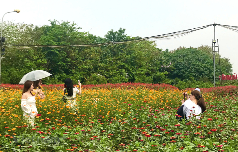 Những thiên đường hoa là 'background' không thể ấn tượng hơn trong dịp Lễ Tình nhân 14/2. (Ảnh: Việt Anh/Vietnam+)