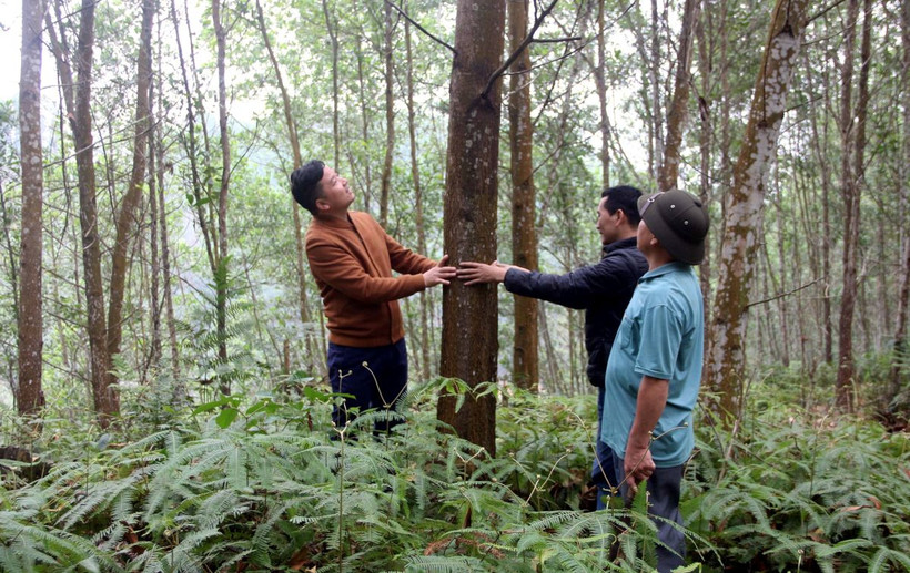 Mô hình liên doanh trồng rừng của Công ty cổ phần Lâm nghiệp Sơn Dương với người dân xã Minh Thanh, huyện Sơn Dương, tỉnh Tuyên Quang. (Ảnh: Vũ Quang/TTXVN)