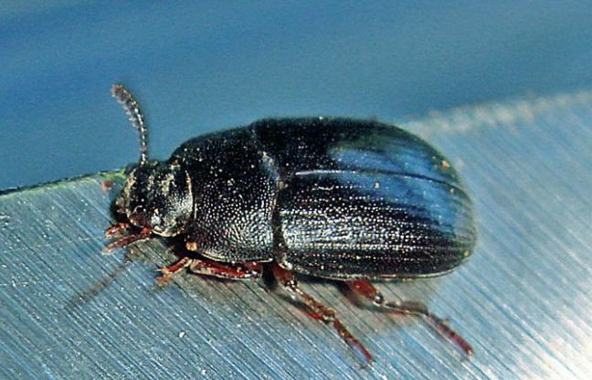 Bọ cánh cứng Alphitobius. (Nguồn: Phil Bendle)