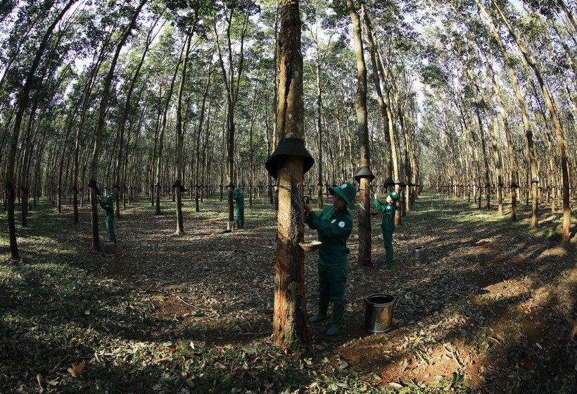 Khai thác mủ cao su. (Nguồn: TTXVN)