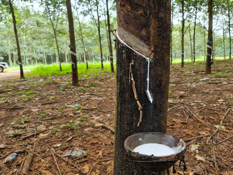 Diện tích đất trồng cao su. (Ảnh minh họa. Nguồn: TTXVN)