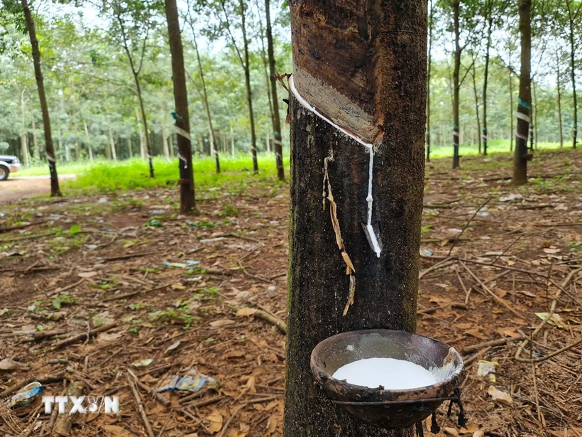 (Nguồn: TTXVN)