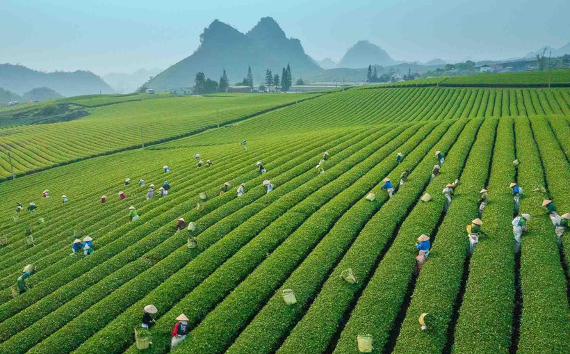 Đồi chè xanh mướt ở Mộc Châu, Sơn La. (Ảnh minh họa: Phú Lâm)