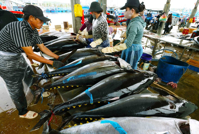 Sơ chế cá ngừ đại dương trước khi vận chuyển đi tiêu thụ. (Ảnh: Vũ Sinh/TTXVN)
