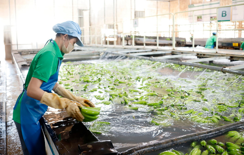 Công nhân làm việc tại một xưởng chế biến chuối của Công ty Nông nghiệp Nam Lào tại tỉnh Attapeu. (Ảnh: Phạm Kiên/TTXVN)