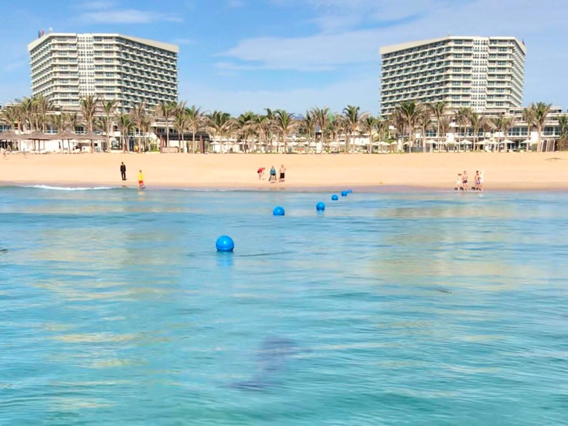 Chú cá heo bơi gần bờ và khá dạn người. (Ảnh: CTV/Vietnam+)