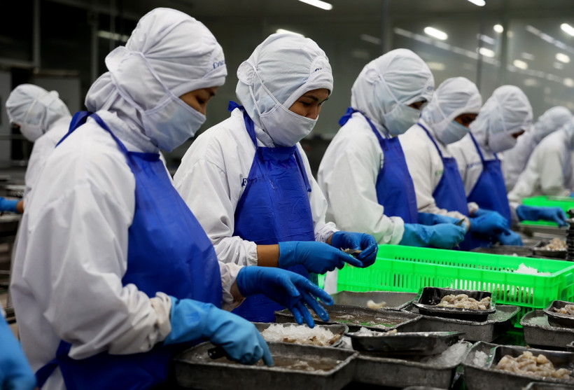 Chế biến tôm xuất khẩu tại một công ty thuộc Khu công nghiệp Vĩnh Lộc, huyện Bình Chánh, Thành phố Hồ Chí Minh. (Ảnh: Hồng Đạt/TTXVN)