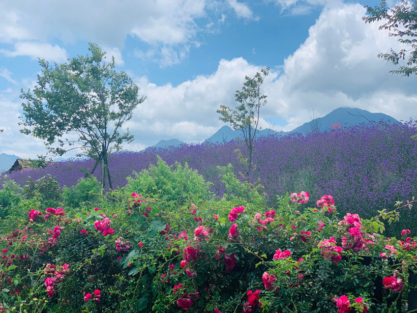 Sapa đón nhận kỷ lục Thung lũng hoa hồng lớn nhất Việt Nam