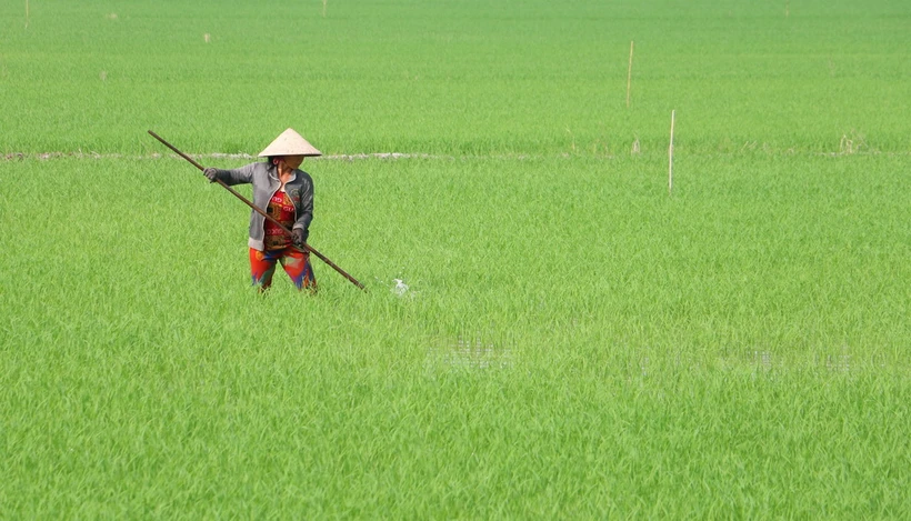 Ngành chức năng khuyến cáo nông dân áp dụng tốt các giải pháp kỹ thuật ngay từ đầu vụ. (Ảnh minh họa. Nguồn: TTXVN)