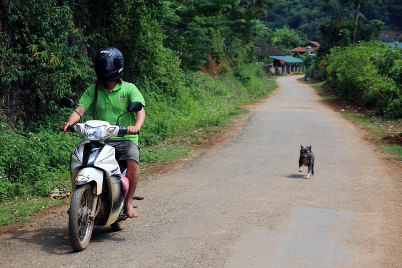 Thói quen thả rông, không rọ mõm cho chó, mèo ở nơi công cộng cùng với việc chuyển giao thời tiết nắng nóng là nguy cơ tiềm ẩn gây bùng phát bệnh, dịch dại. (Ảnh: Diệp Anh/TTXVN)