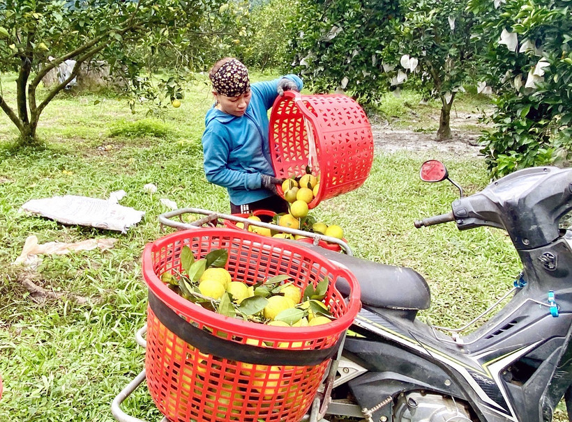 Bà Dương Thị Mai (thôn Anh Hùng, xã Thượng Lộc, huyện Can Lộc) chuyển cam lên xe máy để đưa đi tiêu thụ. (Ảnh: Hữu Quyết/TTXVN)