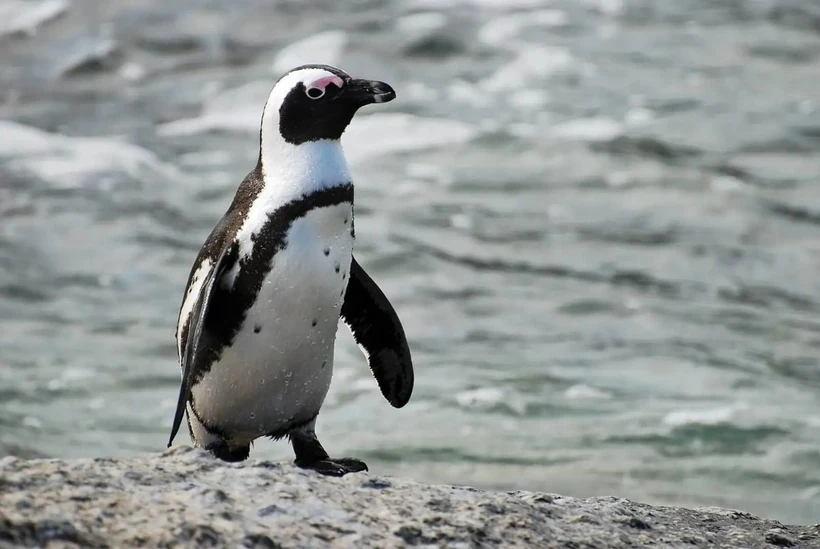 IUCN cảnh báo tốc độ suy giảm loài này đang tăng nhanh ở mức đáng báo động. (nguồn Animalia)