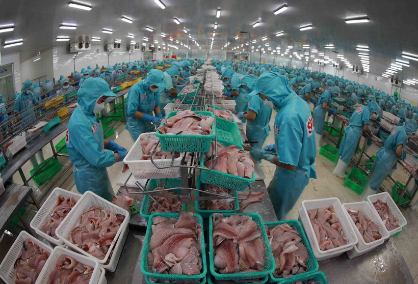 Chế biến cá tra phi lê xuất khẩu. (Ảnh minh họa: Vũ Sinh/TTXVN)