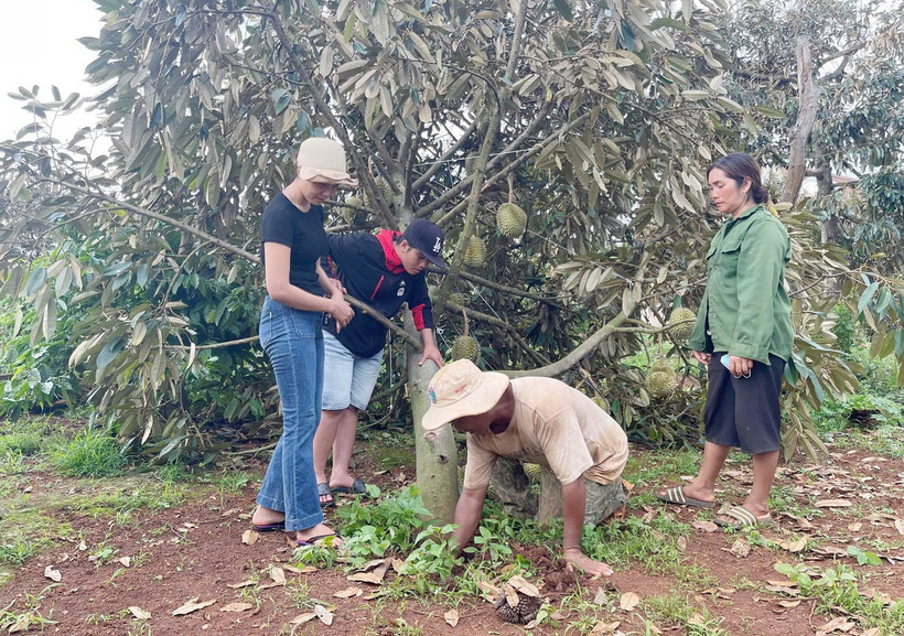 Nông dân cùng cán bộ thôn, buôn kiểm tra gốc rễ và tìm giải pháp khắc phục thiệt hại do mưa lớn kèm lốc xoáy. (Ảnh: TTXVN phát)