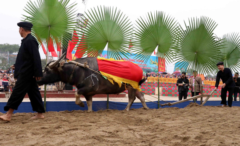Nghi lễ tịch điền - đường cày đầu Xuân tại Lễ hội Lồng Tông truyền thống của đồng bào dân tộc Tày. (Ảnh: Quang Cường/TTXVN)