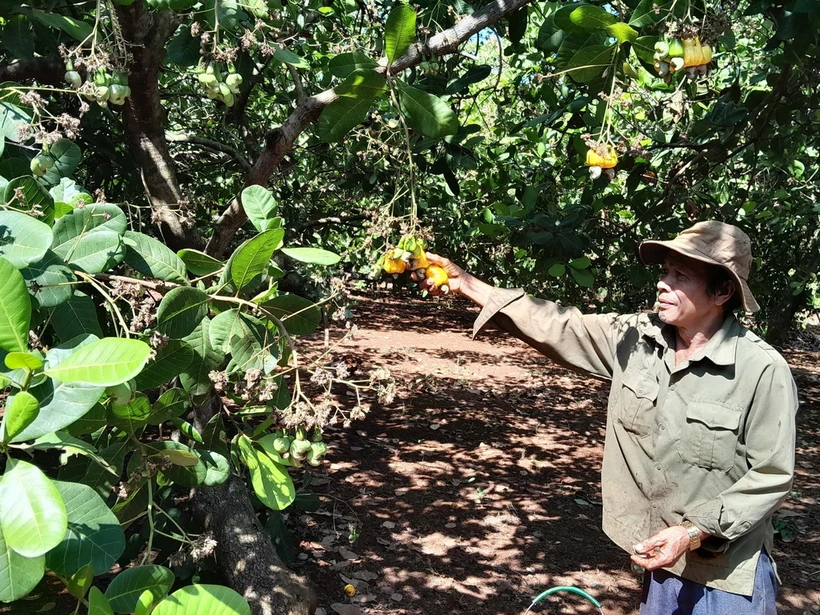 Thu hoạch điều đầu vụ tại xã Đức Hạnh, Bù Gia Mập, Bình Phước. (Ảnh: K GỬIH/TTXVN)