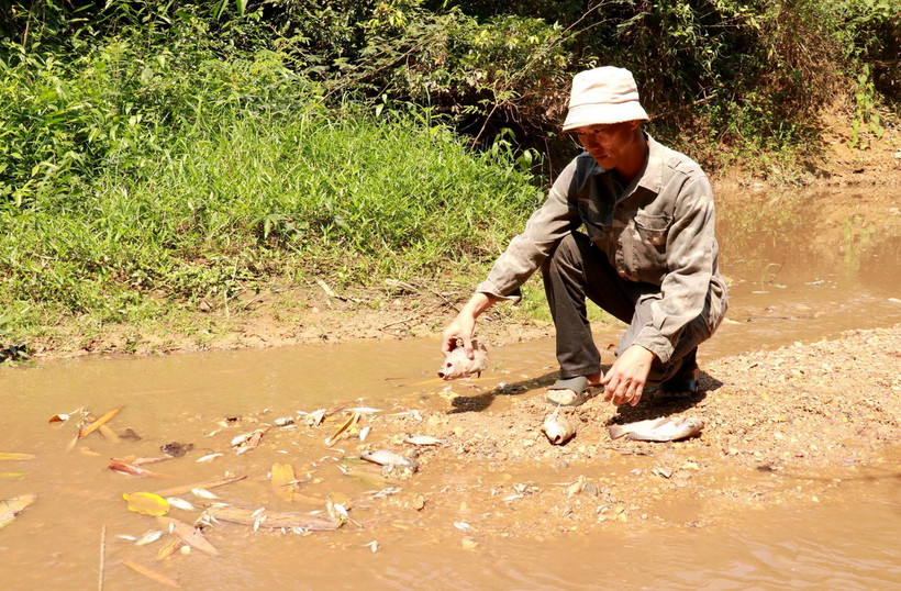 Người dân kiểm tra các loại cá chết ở khe Rào Trường, xã Vĩnh Hà, huyện Vĩnh Linh, tỉnh Quảng Trị. (Ảnh: Nguyên Lý/TTXVN)