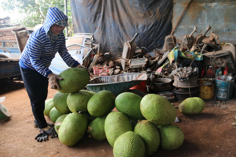Thương lái thu mua mít Thái tại xã Nghĩa Thành, huyện Châu Đức, để xuất đi Trung Quốc. (Ảnh: Hoàng Nhị/TTXVN)
