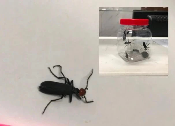 Sâu ban miêu gây ngộ độc cho nhiều người sau khi ăn. (Ảnh do bệnh viện cung cấp)