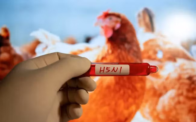 Nhà virus học Kawaoka cho biết có ý kiến cho rằng bản chất của virus có thể đã biến đổi. (Ảnh minh họa. Nguồn: iStock)