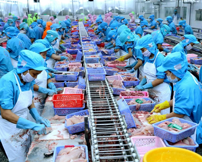 Chế biến cá tra xuất khẩu. (Ảnh: Vũ Sinh/TTXVN)