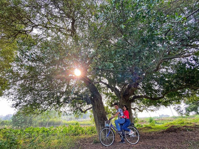 Rặng duối nghìn năm tuổi hiếm hoi còn sót lại ở Đường Lâm. (Ảnh: Mai Mai/Vietnam+)