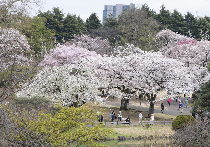 Hoa anh đào nở rộ tại thủ đô Tokyo. (Ảnh: Nguyễn Tuyến/TTXVN)
