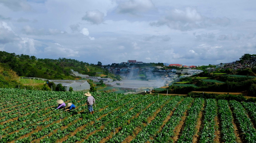 Trồng rau ở Đà Lạt. (Nguồn: TTXVN)