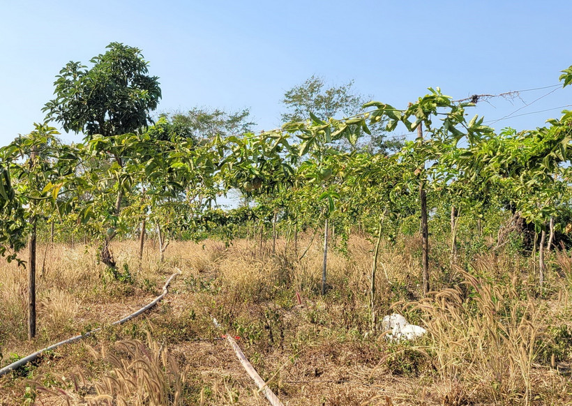Cây trồng thiếu nước, héo dần do hạn hán. (Ảnh: Hồng Điệp/TTXVN)