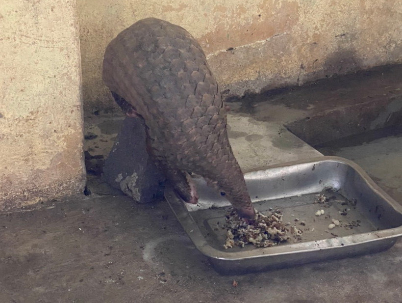 Cá thể tê tê được nuôi nhốt tại Chi cục Kiểm lâm Tây Ninh sau khi tiếp nhận giao nộp từ người dân. (Ảnh: TTXVN phát)