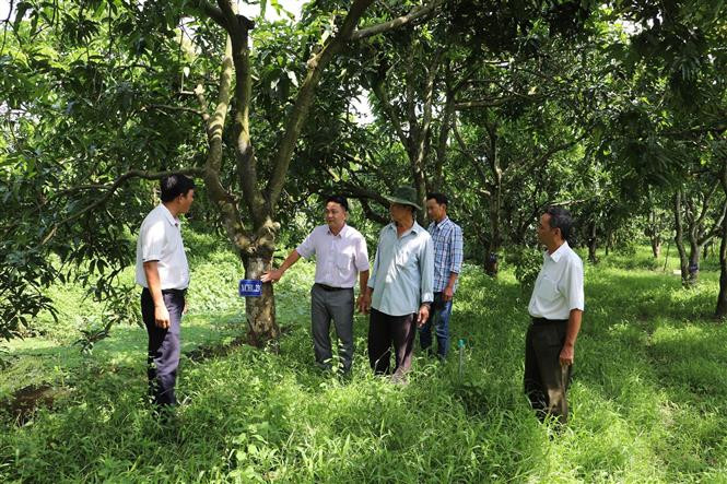 Tham quan vườn cây đầu dòng tại xã Hòa Hưng, huyện Cái Bè, tỉnh Tiền Giang. (Ảnh: Minh Trí/TTXVN)