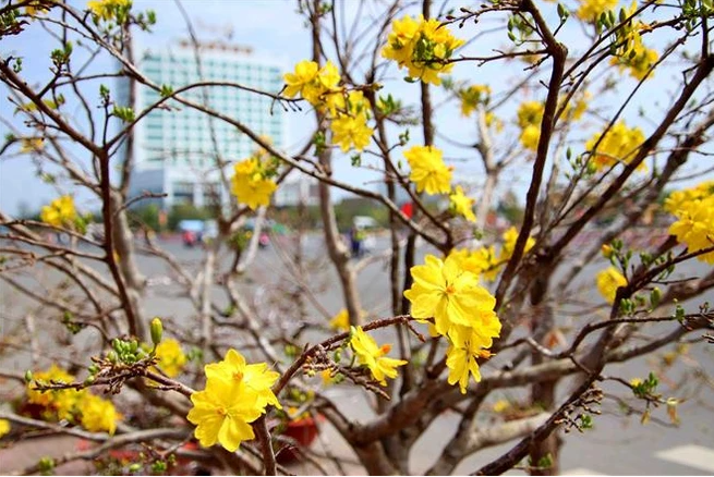 Hoa mai khoe sắc trong nắng Xuân. (Ảnh: TTXVN) 